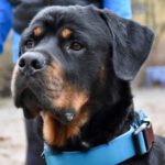 Rottweiler Zeus, 03/2021, ca. 60 cm, 12685 Berlin