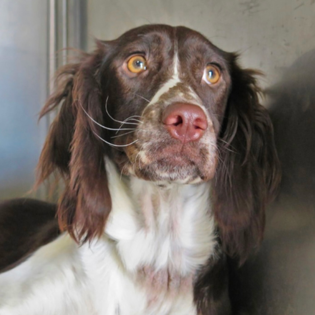 Springer Spaniel Africa, 03/2020, 45 cm