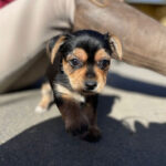 Yorkshire Terrier Aimée, 01/2023, 20 cm