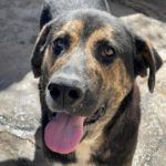 Mischling Apollo, 03/2022, ca. 60 cm