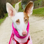 Podenco April, ca. 06/2021, ca. 58cm, 54441 Wellen