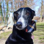 Galgo Aruska, 01/2018, ca. 63 cm, 14089 Berlin