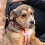 Mischling Betka, 09/2022, ca. 25 cm