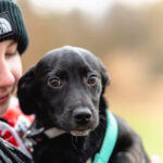 Mischling Boho, ca. 09/2022, ca. 25 cm