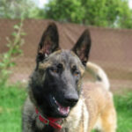 Malinois Bosco, 05/2019, 70 cm