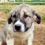 Mastin Mischling Bruno, 10/2022, ca. 70 cm