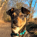 Mischling Cameron, 01.2022, ca. 45 cm, 04318 Leipzig