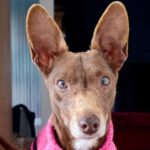 Podenco Canita, 10/2012, ca. 35 cm, 68766 Hockenheim