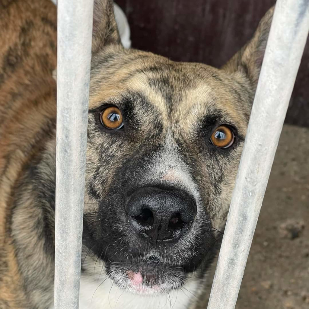 Schäferhund-Mischling Chakal, 01/2020, ca. 50cm