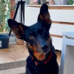 Podenco Orito Charlie, 01/2020, ca. 45 cm, 24811 Brekendorf