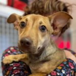 Mischling Chucky, 12/2022, ca. 40 cm