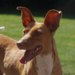 Podenco Clara, ca. 12/2019, ca. 48 cm, 26683 Bollingen