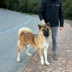 Akita Inu Claro, 10/2021, ca. 70 cm