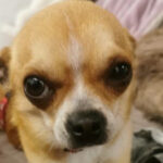 Chihuahua Claus, 01.03.2020, 20 cm, 69257 Wiesenbach