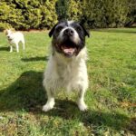 Terrier Mischling Coco, 09/2014, ca. 40 cm, 30519 Hannover