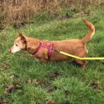 Podenco Cuchara, 05/2013, ca. 35 cm, 24784 Westerrönfeld