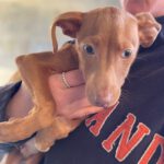 Podenco Figo, 12/2022, ca. 45 cm