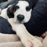 Ariegeois Mischling Filipo, 12/2022, ca. 60 cm