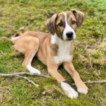 Collie Mischling Filou, 10/2022, ca. 55 cm, 69115 Heidelberg