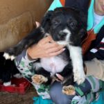 Mischling Fips, 01/2023, ca. 50-55 cm