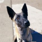 Malinois Flash, 01/2021, ca. 65 cm