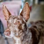 Podenco Garrido, 08/2020, ca. 45 cm, 04277 Leipzig