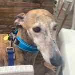 Galgo Espanol Gracie, 05/2016, ca. 62 cm