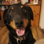 Jagdterrier Gringo, 04/2020, ca. 38 cm, 06246 Bad Lauchstädt