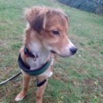 Mischling Gustav, 10/2022, ca. 50 cm, 53229 Bonn