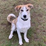 Mischling Hazel, 09/2022, ca. 60 cm, 30890 Barsinghausen