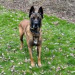 Malinois Hercules, 04/2018, ca. 60 cm