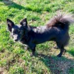 Spitz India, 03/2016, ca. 28 cm, 57537 Wissen