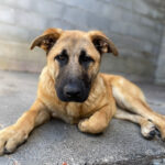 Malinois Mischling Jimmy, 08/2022, ca. 60-70 cm