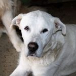 Mischling Jose Luis, 03/2014, ca. 75 cm