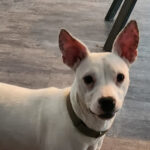 Bodeguero-Podenco-Mischling Josh, 01/2022, ca. 40 cm, 87634 Obergünzburg