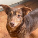 Podenco Maneto Mischling Julio, 06/2014, ca. 35 cm