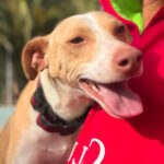 Podenco Kentucky, 15.08.2021, 44 cm