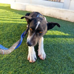 Mischling Kero, ca. 10/2021, ca. 50 cm