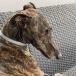 Galgo Espanol Kiwi, 01/2017, ca. 63 cm