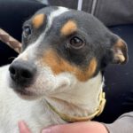 Bodeguero Leo, 03/2021, ca. 40 cm