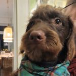 Teckel-Wasserhund Mischling Leonard, 09/2022, ca. 50 cm, 60385 Frankfurt a.M.