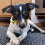 Bodeguero Lexy, 06/2022, ca. 35 cm, 66787 Wadgassen