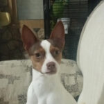 Jack Russel Terrier Mix, 04 / 2022, ca. 35 cm