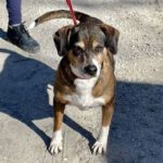 Mischling Lola, 10/2014, ca. 50 cm