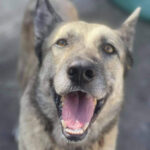 Schäferhund Mischling Lupi, 07/2016, 60 cm