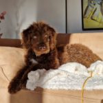 Wasserhund Mischling Messi, 09/2022, ca. 55 cm