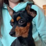 Zwergpinscher Mini, 02/2020, ca. 25 cm, 61381 Friedrichsdorf