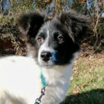 Mischling Molly, 08/2022, ca. 55 cm, 76889 Oberschlettenbach