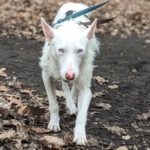 Podenco Nelson, 02/2022, ca. 45 cm,12051 Berlin