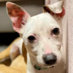 Bodeguero Nube, 11.2022, ca. 40 cm, 25462 Rellingen